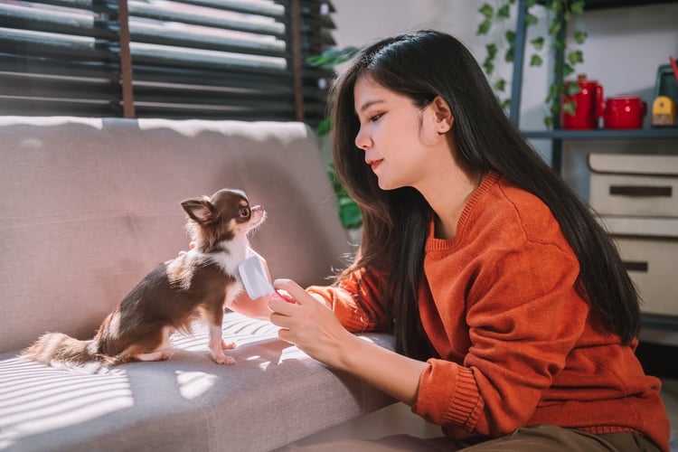 beautiful-asian-woman-grooming-dog-hair-with-love-2022-10-31-07-51-12-utc2